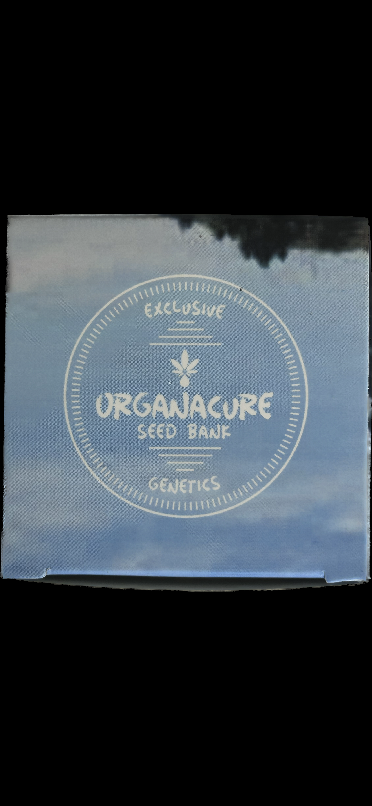 ORGANACURE™ CBD RICH SALVE™ | Extra Strength | (Zero-Thc) Pain Relief Formula | 2 FL OZ (60 mL) | Classic